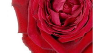 Este SAN VALENTÍN… regala deporte, regala saúde… regala beleza, regala benestar